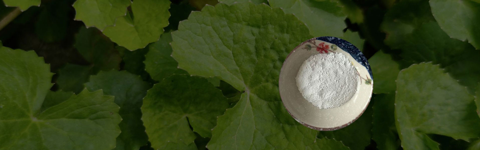 From Leaf to Lab - Complete Stevia Excellence