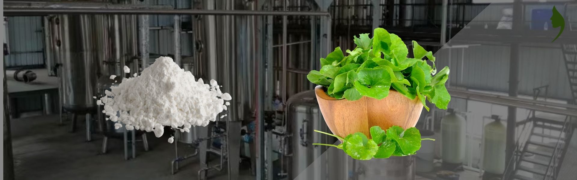 Premium Monk Fruit Extract Production Scale